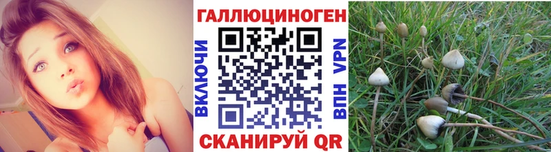 Галлюциногенные грибы Psilocybe  Волоколамск 